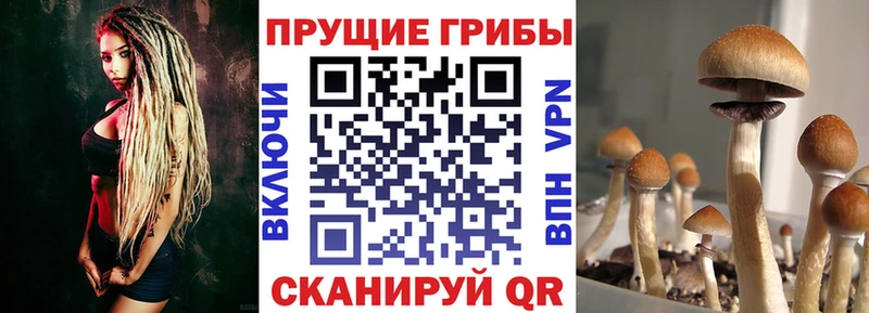 Псилоцибиновые грибы Psilocybine cubensis Соль-Илецк